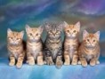 /album/fotogaleria/obrazky-4ever-sk-macicky-6401587-jpg/